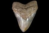 Huge, Serrated, Fossil Megalodon Tooth - Georgia #92906-1